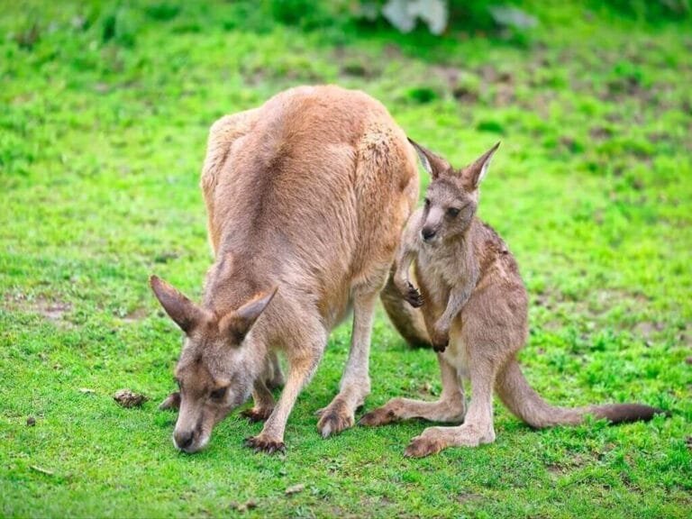 Cangurus Tesouros da Fauna Australiana