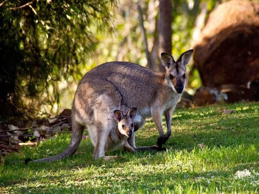 Cangurus Tesouros da Fauna Australiana 