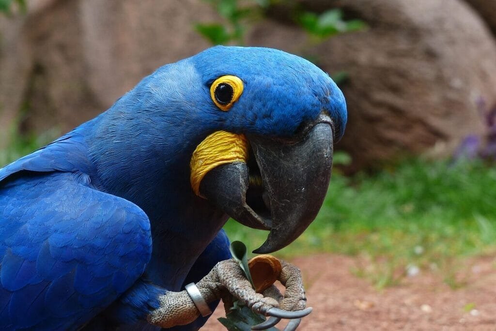 Arara-Azul: Ameaçada de extinção