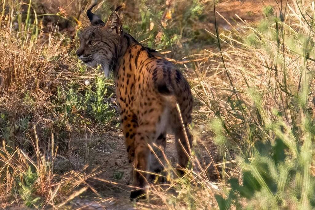 Lince-ibérico: Um felino ameaçado de extinção.