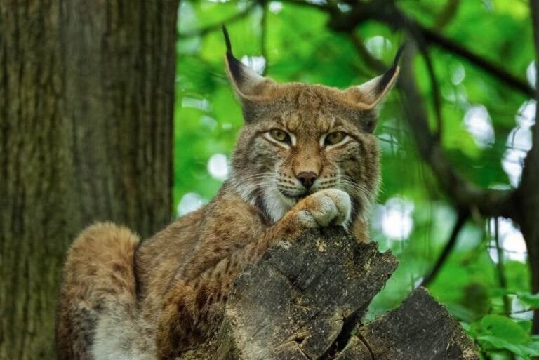 Lince-ibérico: Um felino ameaçado de extinção.