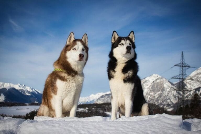 Curiosidades sobre Husky Siberiano