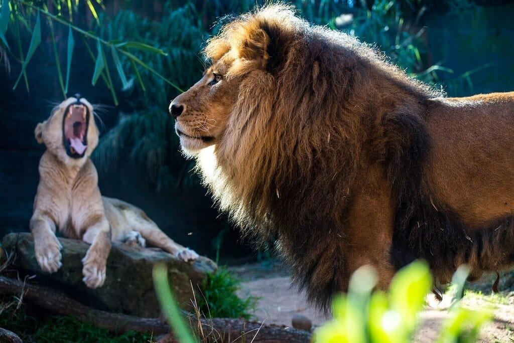 Leão: O Rei da Selva