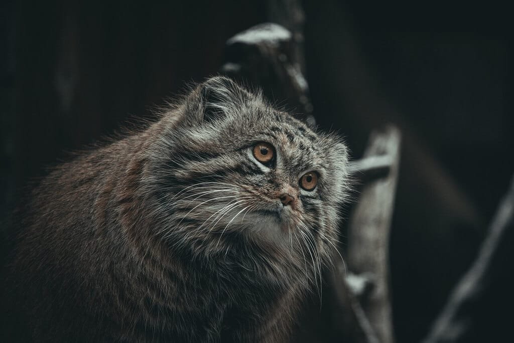 Gato de Pallas: Um Felino Selvagem Fascinante