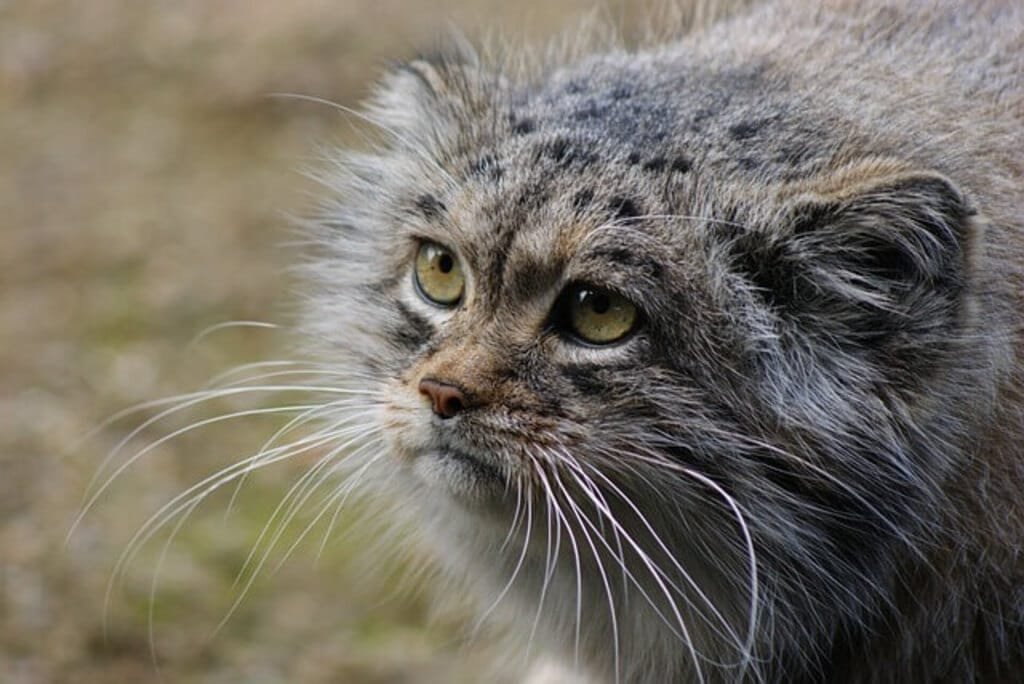 Gato de Pallas: Um Felino Selvagem Fascinante