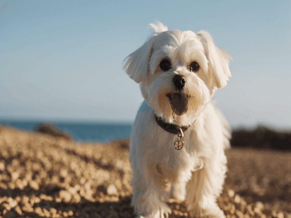 Maltês: Cachorro com uma personalidade cativante